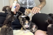 子猫まみれ。お腹を空かせた6匹の子猫たちに囲まれる動画がかわいすぎる。