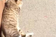 １匹のネコが道端で静かに寝ていた。自分にかかる影が少し動く → 猫はこうなった…