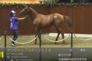【競馬】静内農業高校生産馬、ミルファームが520万円で落札！