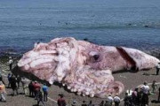 【画像あり】とてつもなく巨大なイカが打ち上げられるｗｗｗｗｗｗｗｗ
