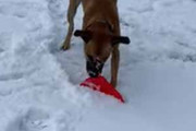うちの犬がフリスビーで遊んでいた。その日は雪が積もっていた → 犬はこうする…