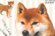 俺「犬飼うとしたら柴犬だなｗあのヤンチャっぽいとこがかわいいよ」同僚女(26)「ええ～昭和のおじさんみたいな事言うね～ｗｗｗ」