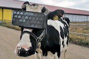 VRで牛に「仮想牧草地」牛乳の生産量を上げる試み