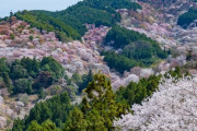 吉野山に桜見に行ってきた！初めて行ったけど結構歩くんだな
