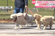 アメリカさん、犬を散歩させるだけでとんでもない年収を稼げることが判明