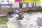 【かっこよすぎ】ペンギン池への飛び込みで炎上したオードリー春日さん、沈黙を貫く→実は、誰よりも聖人だった・・・