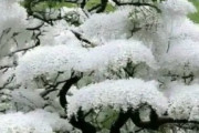 海外「白いのは初めて見ました！雪に覆われてるみたいでとてもエレガントです！」日本の白い桜（海外の反応）