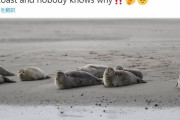 【異変】アザラシが謎の大量死「2500頭」も…ロシア南部カスピ海沿岸