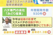 「部屋にスズメバチが入ってきたらどうする？」連日の猛暑で異変！凶暴化するスズメバチの対処法を研究者に聞く