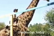酒に酔って動物園のキリンの背中に乗ってしまう馬鹿が現れる。カザフスタン。