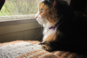 【どうぶつ画像】カメラ目線のミケにゃんとキジシロ、窓辺のミケにゃん、ふかふかへそ天 ほか【再】