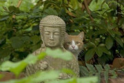 【ねこ画像】仏像の後ろに・・・、カーテン越しでｗ ほか【再】