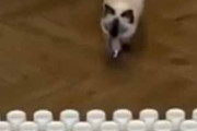 【ネコ】 廊下に紙コップを並べてみた。…ファッ！？ → １匹の猫はこうします…