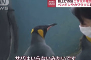 水族館のペンギンさん、サバごときは食いたくないと拒否るｗｗｗｗｗｗｗｗ