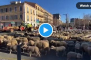 【衝撃動画】フランス農民、抗議のために羊の群れを放つｗｗｗ