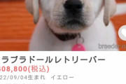 【画像あり】一体で40万円超えのラブラドールがこれｗｗｗｗｗｗｗｗｗ