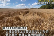 小麦製品の値上げ相次ぐ　政府は輸入小麦の価格を10月以降も据え置きへ