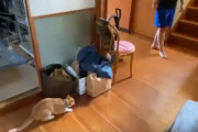 「来るぞ来るぞ…」待ち伏せする猫のちくわ君と、それに全力で応える妹子さん。猫と人間のほっこりする鬼ごっこ