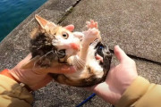 【速報】海で猫を拾ったYouTuber、すべての真相を公表ｗｗｗｗｗｗｗｗｗｗｗｗ