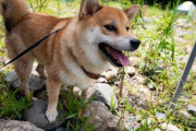 「飼いたい」 民家の庭から柴犬を盗もうとした疑いで57歳の男を逮捕