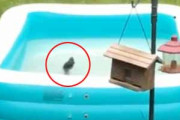 庭の「子供用プール」にリスが落ちた。このままでは溺れてしまう。今、助けるからね！ → 結果…