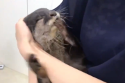 【動画】コツメカワウソさん、明らかに自分が可愛いことを自覚してる甘え方をしてしまう・・・