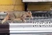 やせ細った猫に魚をあげたところ、食べずに運んでいった。そこには感動の瞬間が待っていた