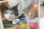 猫にモテる入浴剤をお風呂に入れてみた結果ｗｗｗｗｗｗｗｗｗ