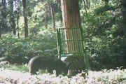 【ドングリ凶作】“死んだふり”はダメ…人がクマに襲われる被害相次ぐ  専門家に理由と対策を取材