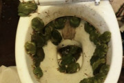 【画像】ワイの家のトイレにカエルが大量に居るんだがｗｗｗｗｗｗｗｗｗｗｗｗｗｗ