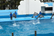 【画像】水族館に来た