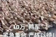 【速報】中国さん、迫り来るイナゴ4000億匹に対しアヒル10万羽を動員し一大決戦へ！(画像・動画あり)