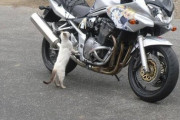 【悲報】ニャンカスさん、バイクを追いかけてしまう