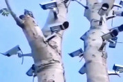 【動画】中国あるある、街路樹が「監視カメラのなる木」になってしまっている！