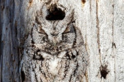 【画像】フクロウ、木になる