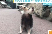 それって威嚇？アリクイのポーズが「めちゃかわいい」