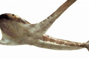 古生物学者ら　翼のある古代サメの化石発見