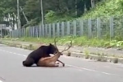 【北海道】大きなシカを襲うヒグマの映像が国道335号線で撮影される。