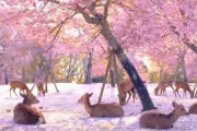 海外「日本は世界の宝だ。もし天国が存在するならそれはこのような場所なのだろう」満開の桜と鹿の映像（海外の反応）