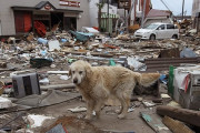 3.11の「被災地に置き去りにされたペット」←これ。。。