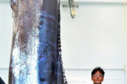 【画像】恐竜みたいなサイズのカジキが釣り上げられるｗｗｗｗｗｗｗｗｗｗ