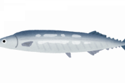 ぶっちゃけ、秋刀魚や秋鮭ってそこまでして食う価値無くなってきたよな？