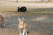 【悲報】ウサギ島大量殺戮77匹→99匹へ