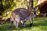 【衝撃】カンガルーは人間と「コミュニケーション」できることが判明！