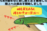 魚「陸とか余裕っしょwwwww」→「やっぱ無理だわ・・・海に戻るンだわ・・・」→絶滅