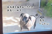 親友はどこ？隣人の犬が何度も訪ねてくる姿に胸が熱くなる