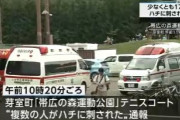 公園でテニス大会中にスズメバチに17人が刺される　北海道・芽室町