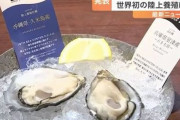 【朗報】世界初『食あたりしない安全な牡蠣』、日本の企業が完全陸上養殖で実現！　世界展開も視野