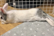 ペットのうさぎをケージから出す時間をどんどん長くしていったら…