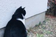 【猫】君が座布団にしているのは猫よけマットと言ってだな